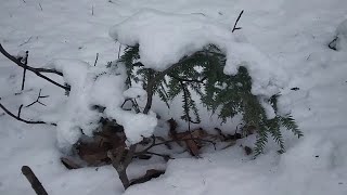 Winters Embrace Exploring a Serene Trail in Fredericton at 20°C  Snow Wind and Natural Beauty [upl. by Janet]