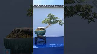 Beautiful Bonsai Works🌳🌲💥545shorts shortsvideo beautifulbonsai art khuebonsai🥰❤️ [upl. by Christophe]