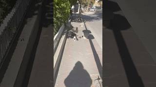 Kediler fare kovaliyor ama ayni zamanda korkuyorlarkedimouse cat tomandjerry turkeytravelvlog [upl. by Terrene356]