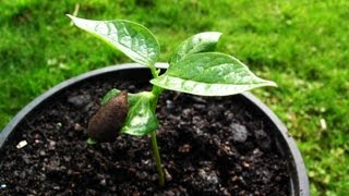 How to grow Persimmons from seed [upl. by Nonnelg]