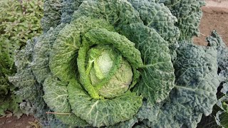 Savoy cabbage Beautiful Cabbage variety  Urdu [upl. by Yenittirb]