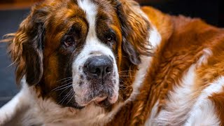 10 Fun Facts about Saint Bernards [upl. by Ranit]