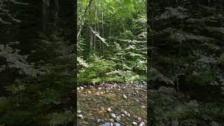 Beautiful song of the hermit thrush [upl. by Eilak600]