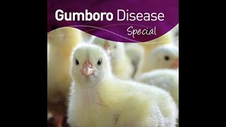 Infectious Bursal Disease Gumboro in Poultry [upl. by Loni]