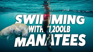 Swimming with Manatees in Crystal River FL Your Ultimate Tour Guide [upl. by Jobie612]