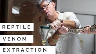 Reptile Discovery Center  Venom Extraction Show [upl. by Lange709]