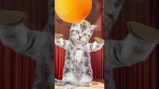 I did it 4  ping pong ball song funny pets funny cat animation  healing  재미있는 고양이 애니메이션 힐링샵 [upl. by Dawaj]