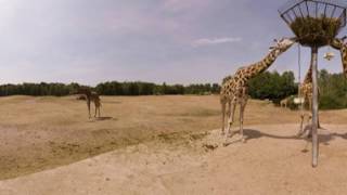 360video van de autosafari in Beekse Bergen [upl. by Acirtal]