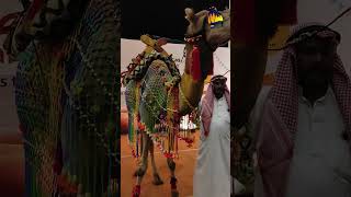 Arabian Food Festival Poppys Hotel Madurai [upl. by Enerehs]