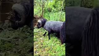 quotViral Moment Quessant Sheep Breaks a Tree in Secondsquot [upl. by Avi]