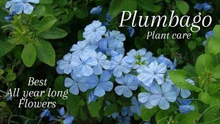 Plumbago Plant Care  How to Grow plumbago auriculata  Blue Flowers নীল চিতা  চিত্রক ফুল [upl. by Parsons]