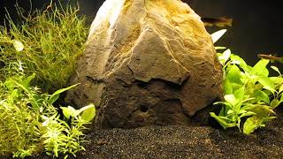 Freeing Up Tank for Killifish Breeding 92224 [upl. by Cartan733]