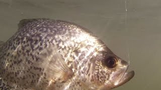 Crappie Fishing in Washington [upl. by Ecirtram]