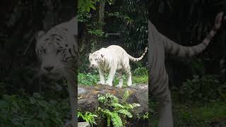 White tiger shaking water off its body in middle of a jungle jungle nature wildlife HA20473 [upl. by Seena]