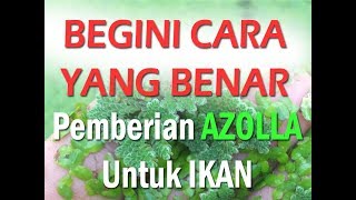 Beginilah Cara Yang Benar Pemberian Azolla Untuk Ikan [upl. by Asoramla]