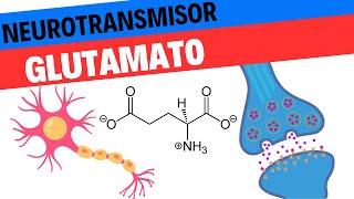 Fisiología del Glutamato Neurociencias 8 [upl. by Coppinger]