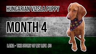 Hungarian Vizsla Puppy 3 Month 4 [upl. by Monte]