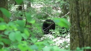 Cades Cove  Bears [upl. by Amirak682]