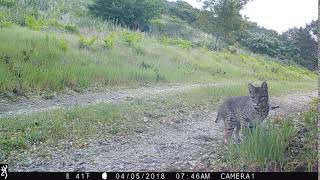 Bobcat in Marin County [upl. by Killoran]