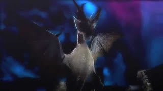 MH2  White Fatalis Theme Extended 1 hour [upl. by Eyma]