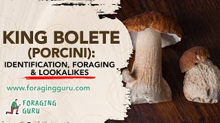 King Bolete Porcini Identification Foraging amp Lookalikes [upl. by Sined305]