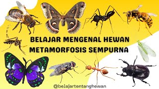 BELAJAR MENGENAL HEWAN METAMORFOSIS SEMPURNA  BELAJAR MENGENAL HEWAN BAHASA INDONESIA [upl. by Pennington714]