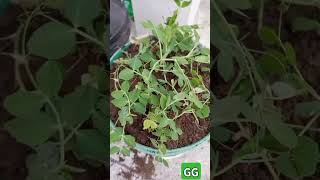 Shifting of sweet peas plants in plastic bucket for rooftop gardening gardening peas مٹر کے پودے [upl. by Dulciana]