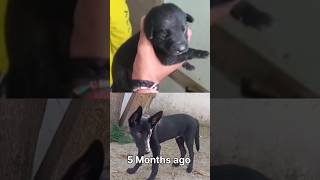 1Day to 5 month ago  Black German shepherd puppy doglover [upl. by Elletsyrk]