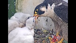 QHS Peregrines  Afternoon feeding 220524 [upl. by Rawde]