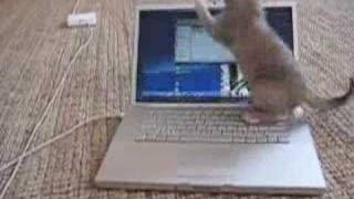 Funny cat playing with a Macbook [upl. by Celinka]