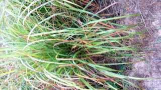 CITRONELLA  Cymbopogon winterianus Cultivation [upl. by Netsirc]