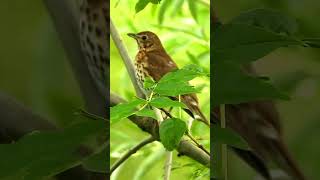 Song thrush singingchirping part4 [upl. by Gemoets696]