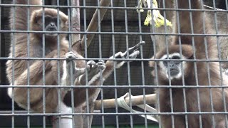 Amazing whitehanded gibbon family 165 シロテテナガザル家族の日常【Cute animal videos】【羽村市動物公園】 [upl. by Eirffej]