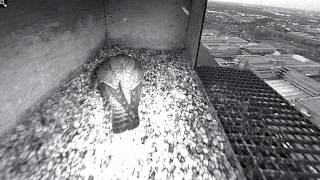 Peregrines  ASML  10 Apr 2013 [upl. by Tarryn219]