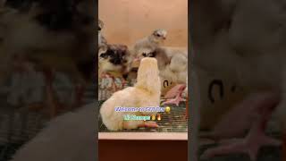 New SHAMOO Baby Chicks Hatched 🐣 today at GFB foryou shamochicks shortsfunny shortvideos short [upl. by Ailaro]