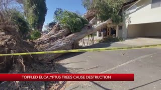 Toppled eucalyptus trees cause destruction [upl. by Malvina454]