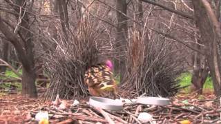 Western Bowerbird [upl. by Chemesh766]