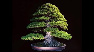 Formal Upright  Bonsai Style Series [upl. by Betti]