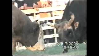 Bullfighting KORIDA NAJBOLJE BORBE 2004 PART 5 [upl. by Joshua375]