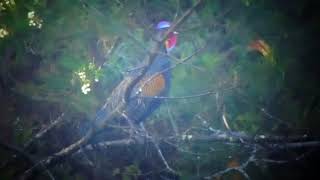 ayam hutan hijau sedang berkokok di pegunungan [upl. by Kaitlyn]