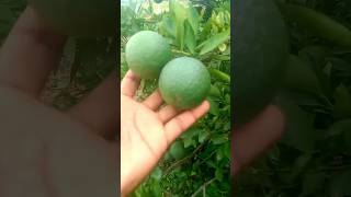 Lemon plant care after flowering  farming growingplants agriculture shortvideo [upl. by Micco]