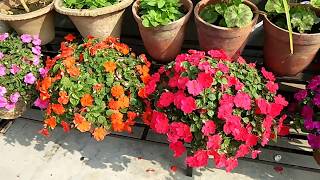 How to care Impatiens flower plants [upl. by Yntirb]