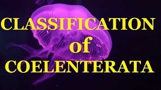 Classification of Coelenterata Phylum Cnidaria Hydrozoa Scyphozoa Anthozoa NCERT BIOLOGY [upl. by Corilla]