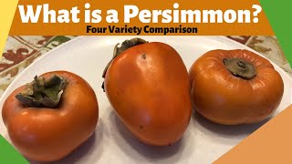 What is a Persimmon Four Variety Comparison [upl. by Lat]