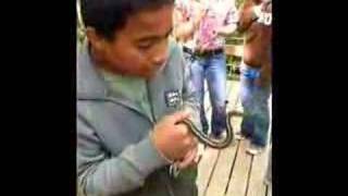 Garter Snakes Alive at Narcisse Manitoba [upl. by Hugo849]