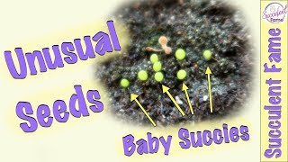 Succulent Seeds How to Grow Reliable Source amp Tips Mesembs amp More [upl. by Notniv654]