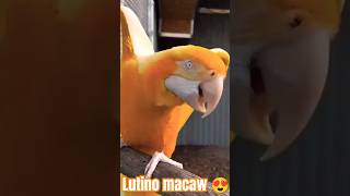 lutino macaw macawparrot evil eyes parrot reels shorts viralvideo youtubeshorts explorer [upl. by Annaert]