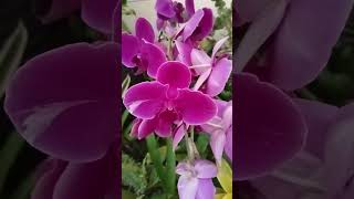 Vlog 798 Big Purple Orchids  Phalaenopsis [upl. by Aronson]