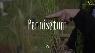 Pennisetum  conseils dexpert [upl. by Aissirac]