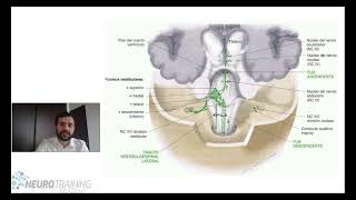Nervio auditivo coclear y vestibular [upl. by Enajharas]
